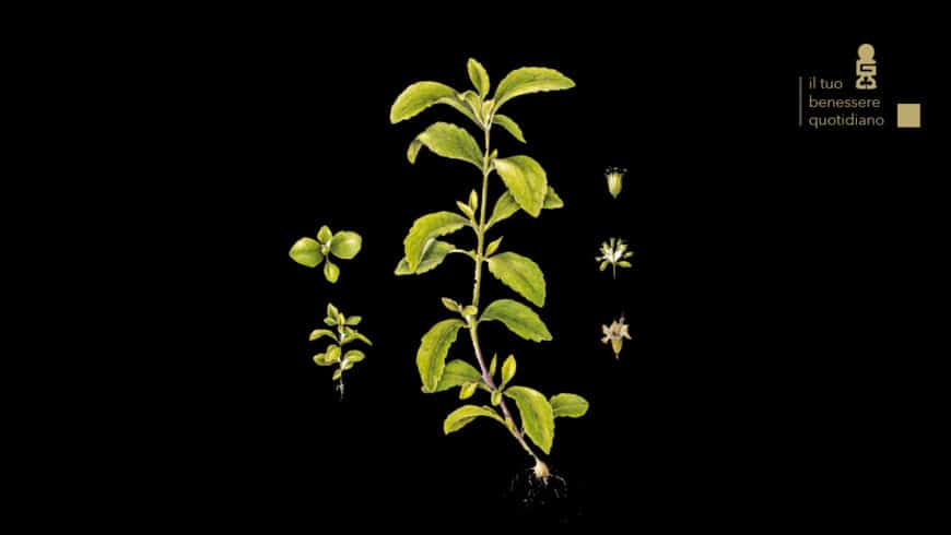 Stevia rebaudiana