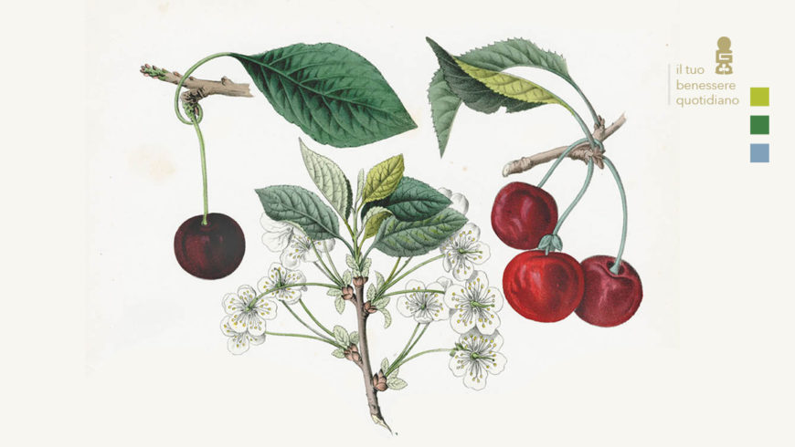 Acerola