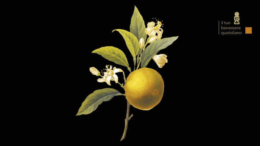 Citrus reticulata – mandarino