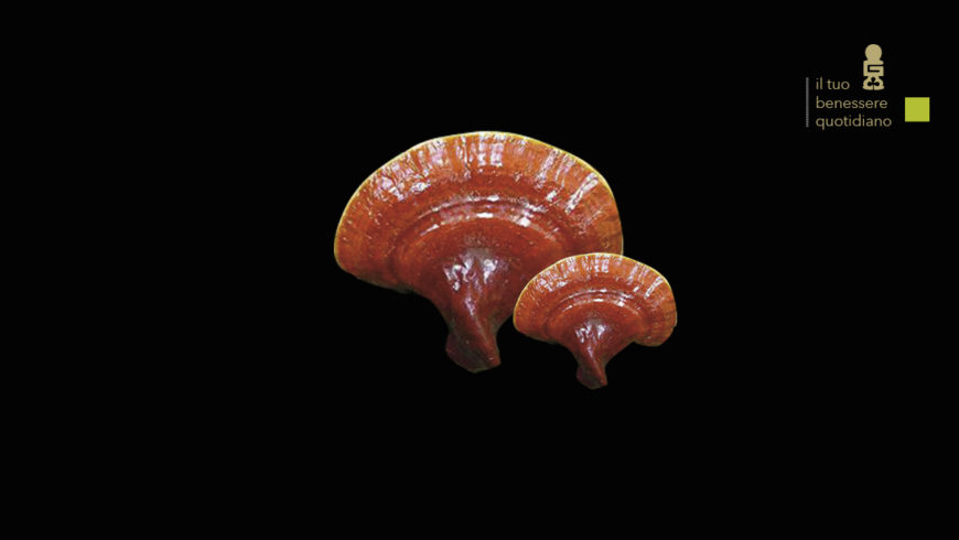 Ganoderma