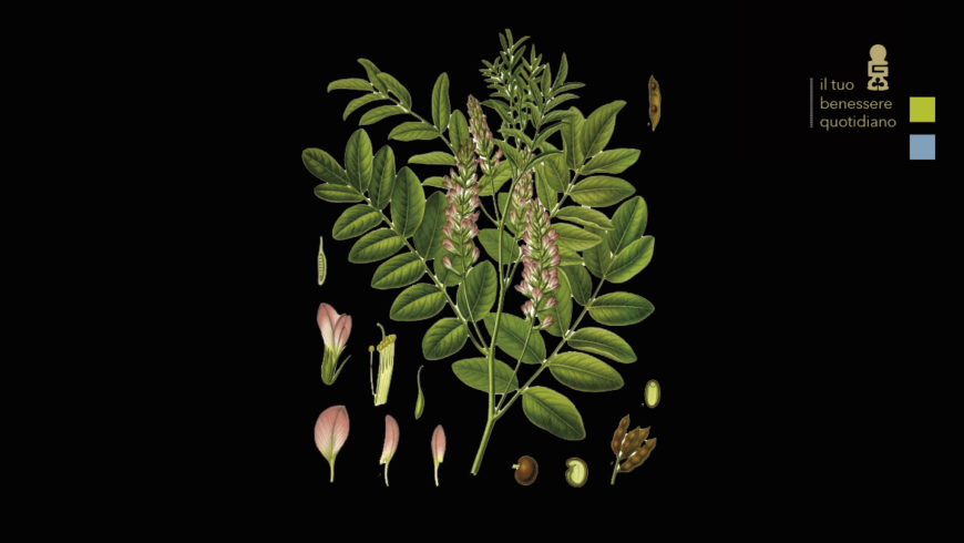 Glycyrrhiza glabra – Liquirizia