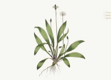 Plantago – Piantaggine