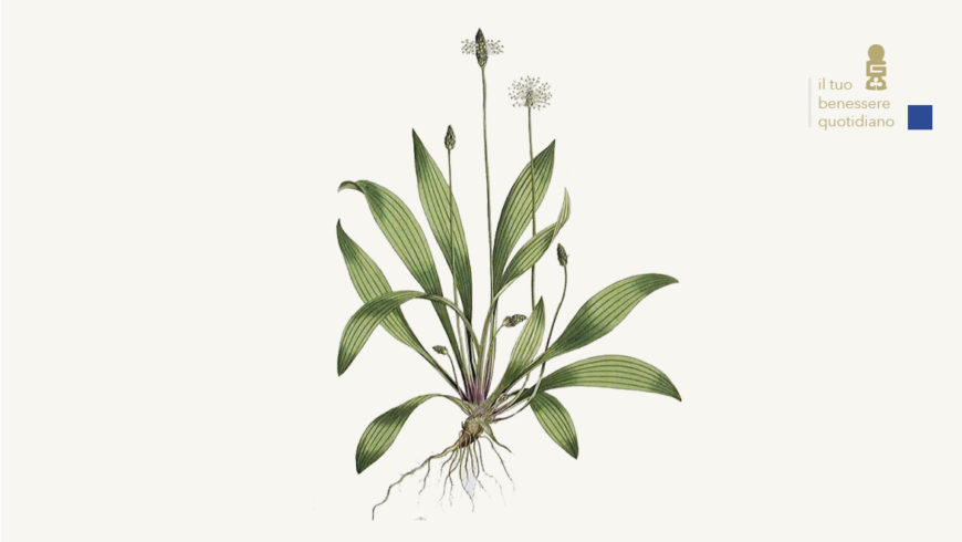 Plantago – Piantaggine