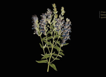 Scutellaria baicalensis