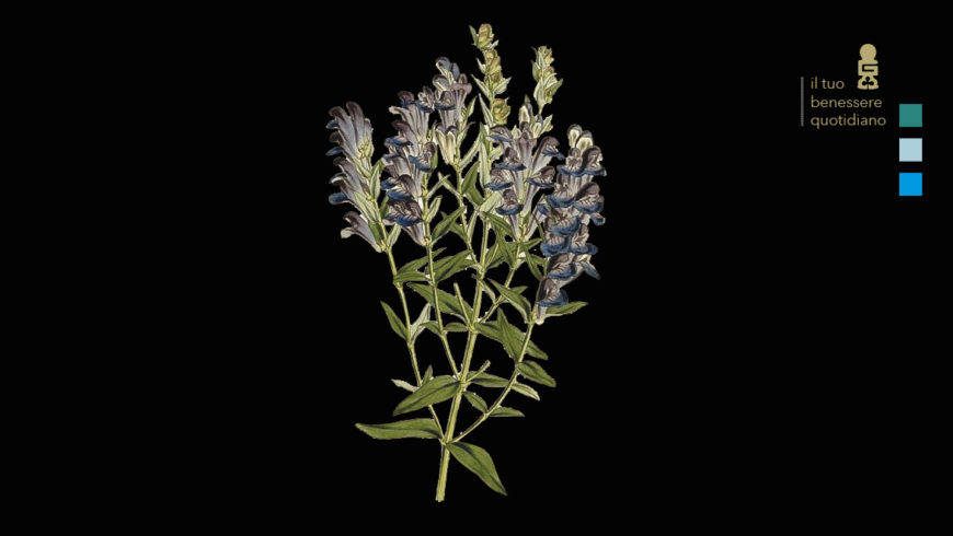 Scutellaria baicalensis