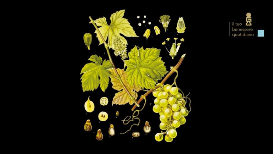 Vitis vinfera